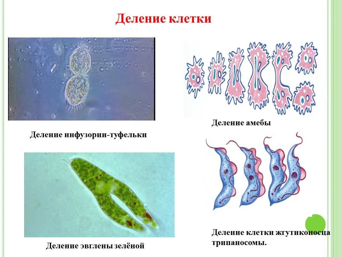 Какой способ размножения характерен для амебы. Одноклеточные амеба размножение. Бинарное деление эвглены зеленой. Размножение инфузории туфельки митоз. Деление инфузории туфельки бесполое.