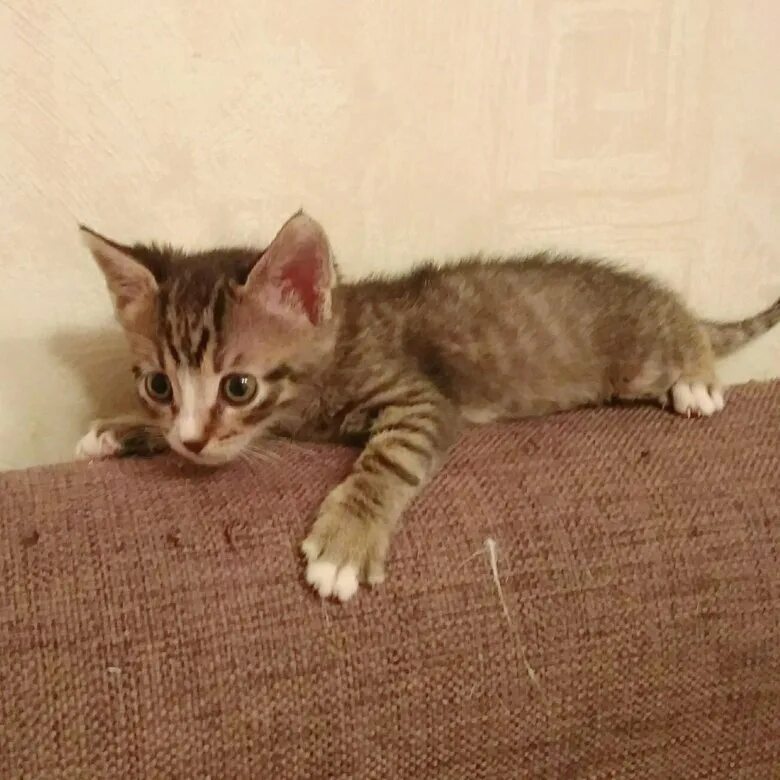 Рассказ кошечки Животные Дзен