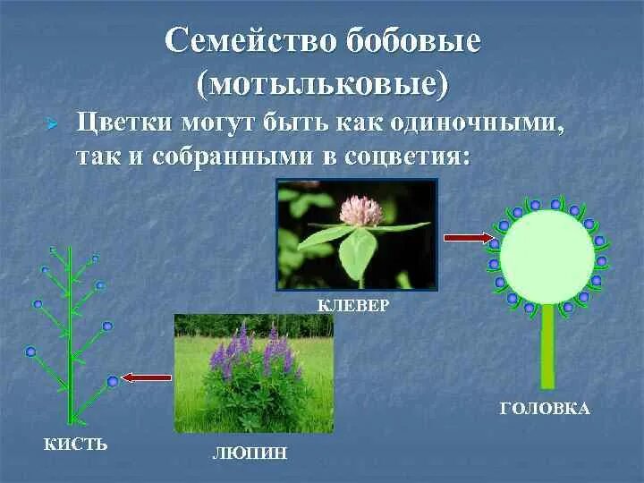 Блок ботаника. Семейство мотыльковые бобовые. ботаника низшие растения. низшие растения представители. соцветие головка клевер.