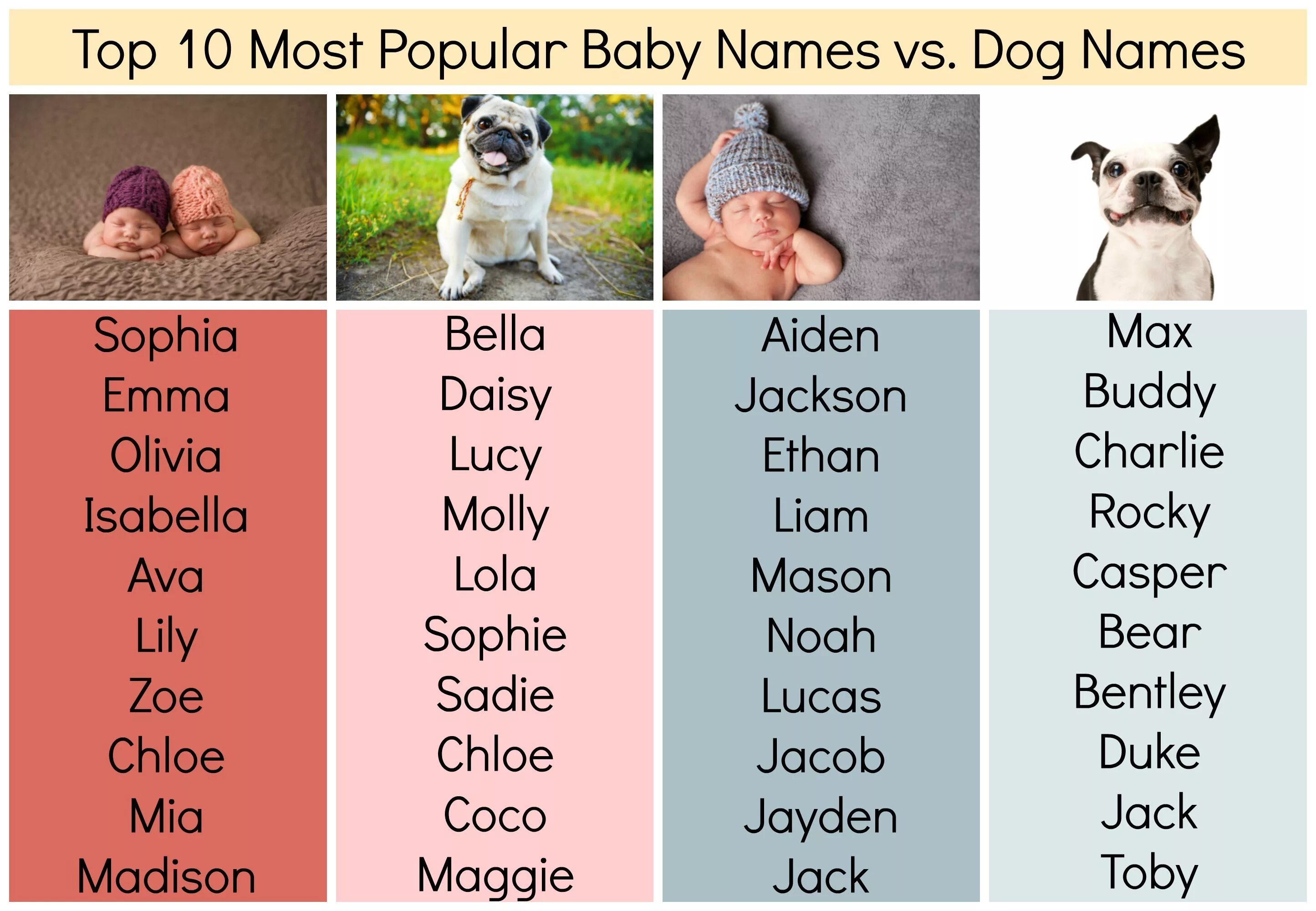 Funny pet names. Красивые имена для собак. Красивые клички для собак мальчиков. Красивые имена для собак девочек. Собачьи имена для девочек.