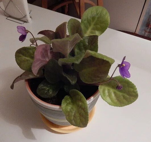 Фиалка н ностальгия. Фиалки отдам. Выставка фиалок луганск. Упаковка фиалки для подарка. Фиалка которая цветет круглый год.