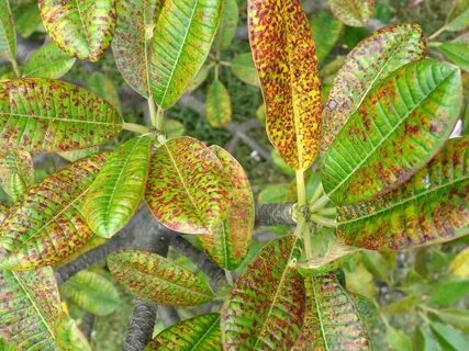 Common plants