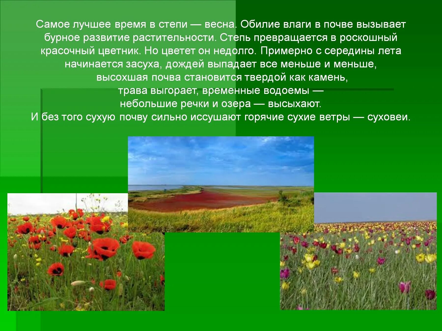 Презентация на тему растения степи. Степи России презентация. Презентация Степная зона. Презентация на тему степь
