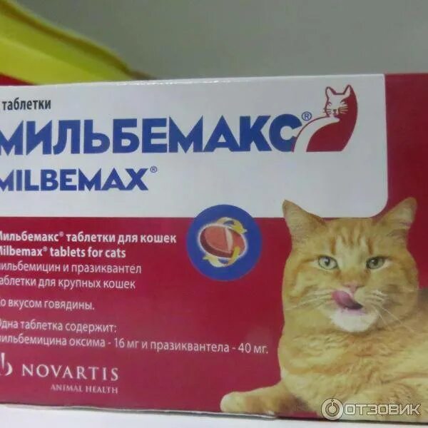 Аллергия на кошек. Противоаллергические таблетки для кошек. Антигистаминные препараты для котят. Антигистаминные таблетки для кошек. Противоаллергическая мазь для кошек.
