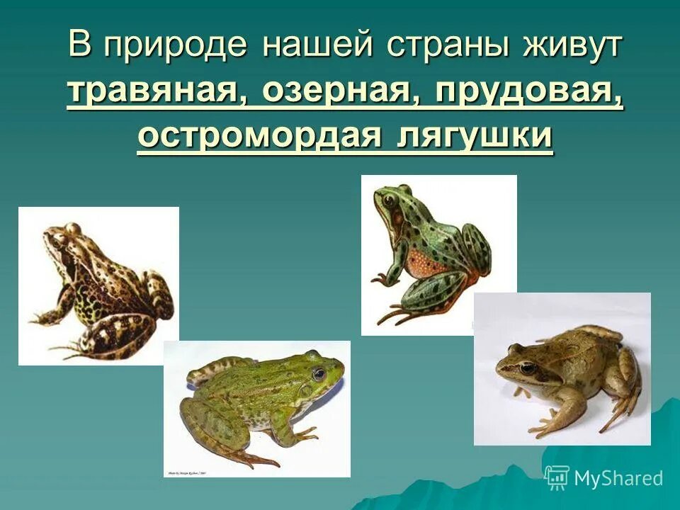 основные характеристики земноводных. краткое сообщение о земноводных. цикл развития амфибий. общая характеристика земноводные и амфибии 7 класс биология. конспект на тему земноводные.