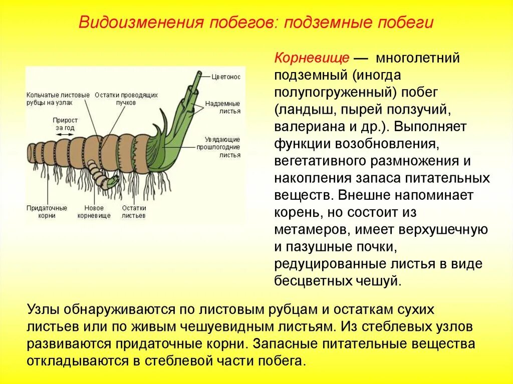 1 побег это часть корня. Строение корневища крапивы. Видоизменённый побег корневище ландыша. Строение корневища.