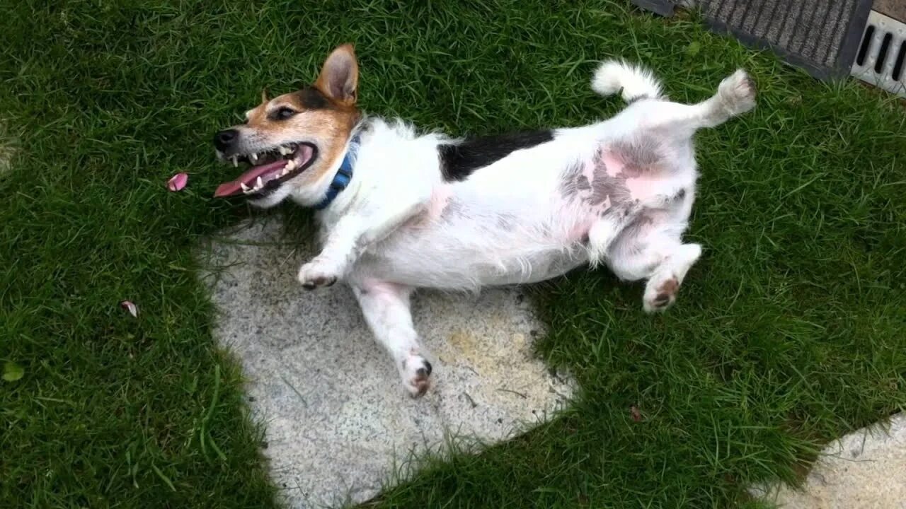 Судороги у собаки причины. Эпилептические судороги у собаки. Почему у собаки приступы. Почему у собаки приступы. Почему у собаки приступы.