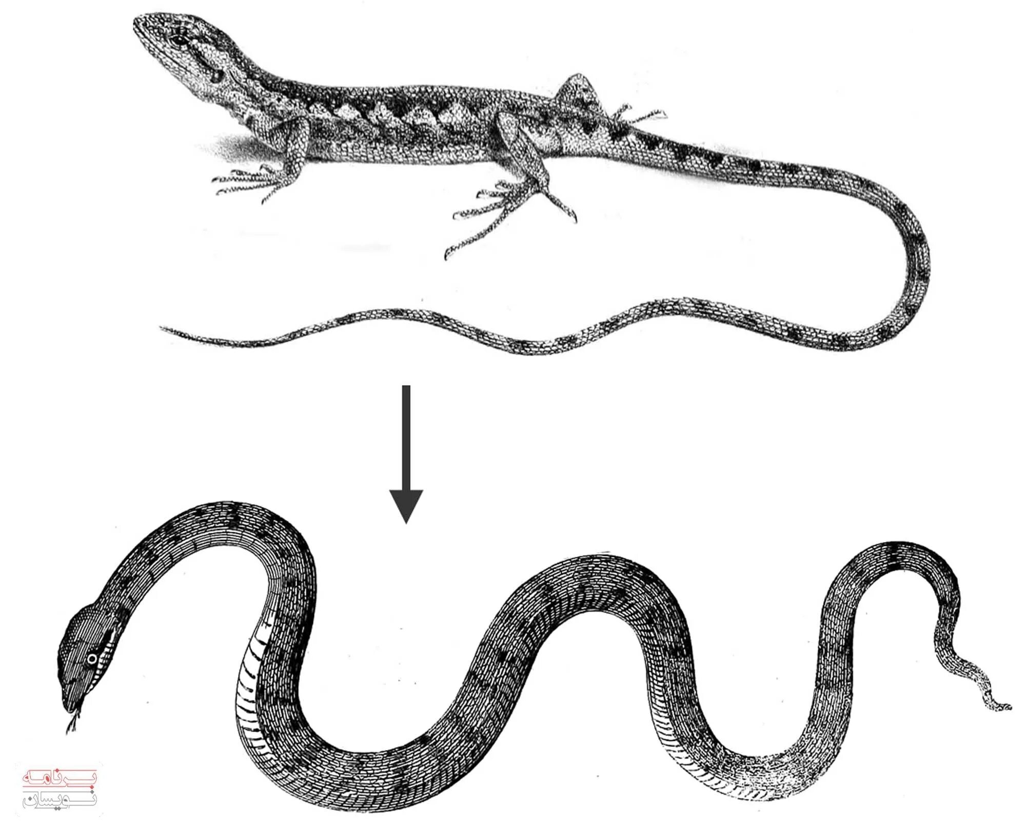 Предки змей. Эволюция змеи. Предок змеи. Змеи происхождение. Стадия развития ящерицы
