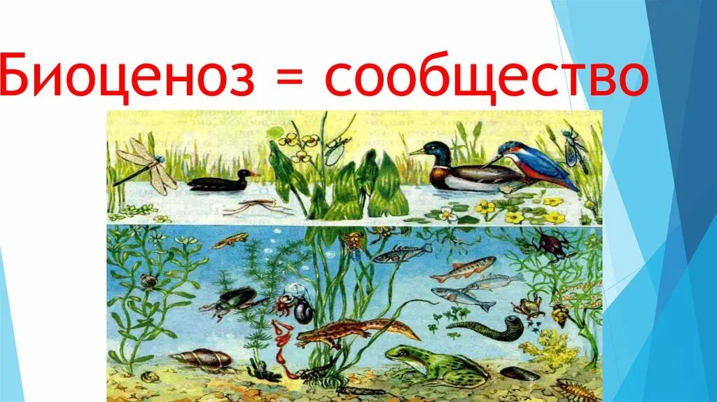 Различные биоценозы. Биоценоз. сообщество биоценоз. природные сообщества биоценозы. биоценоз примеры.