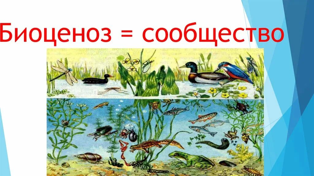 1 биоценозом называют. Биоценоз. Сообщество биоценоз. Природное сообщество биоценоз. Сообщество в биологии биоценоз.