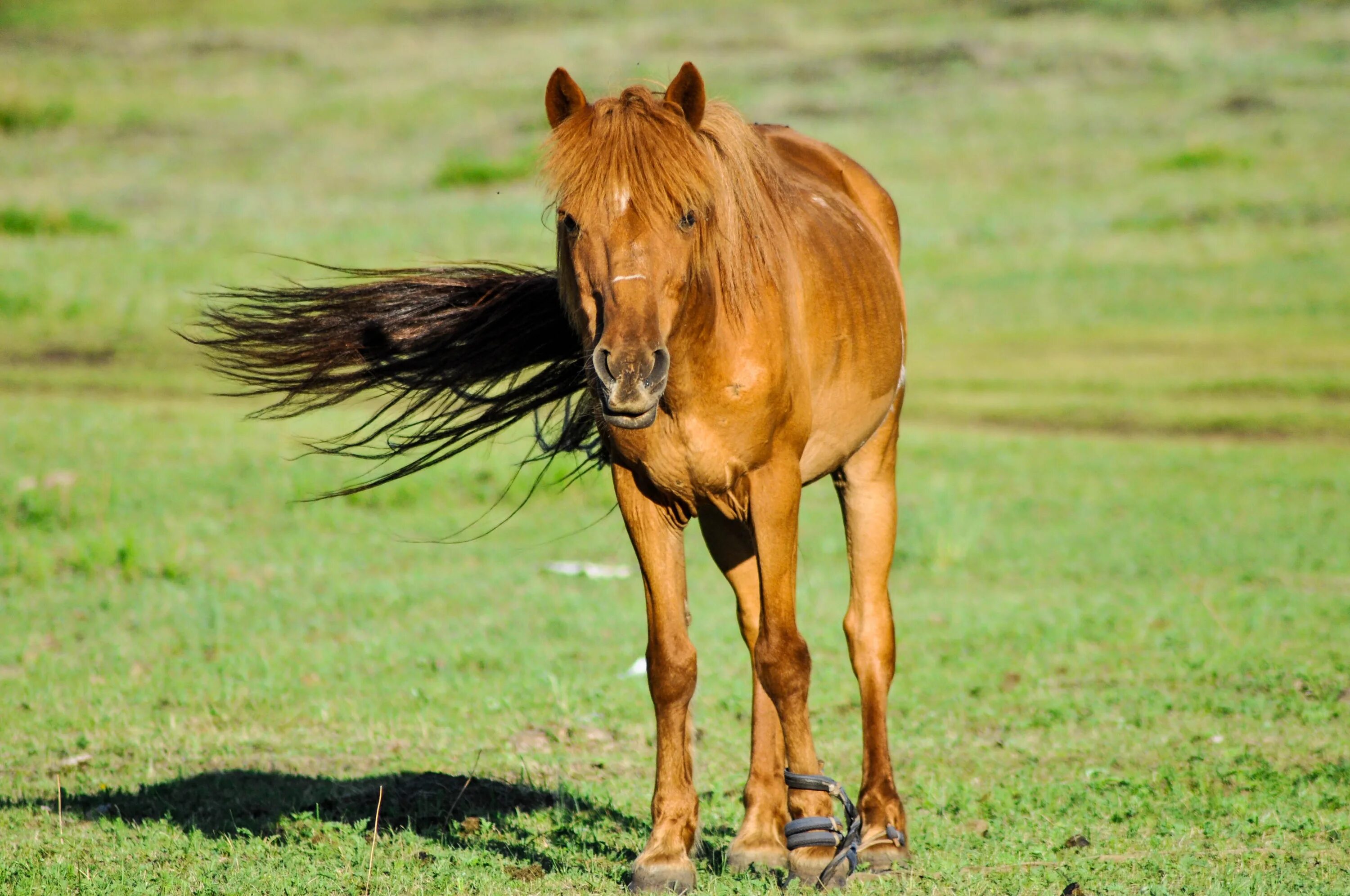 A horse is an animal. Худой конь. Тонкая лошадь. Тощая лошадь. Ленская лошадь.