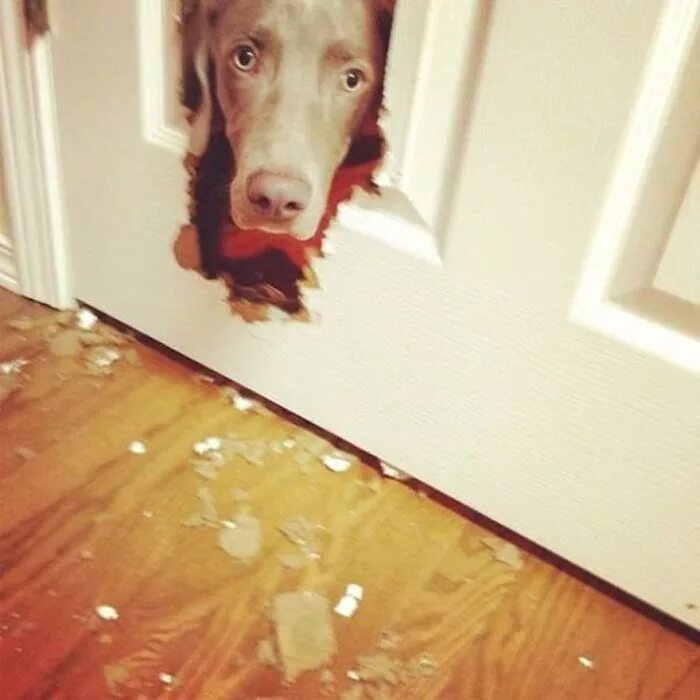 Собака закрывает дверь. Собака прогрызла дверь. Собака прогрызла стену. Собака сгрызла дверь. Пес прогрыз дверь.