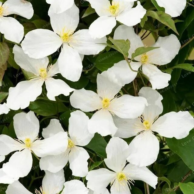 Clematis jackmanii 'Alba', Clematis 'Alba' - uploaded by @Rosehenge