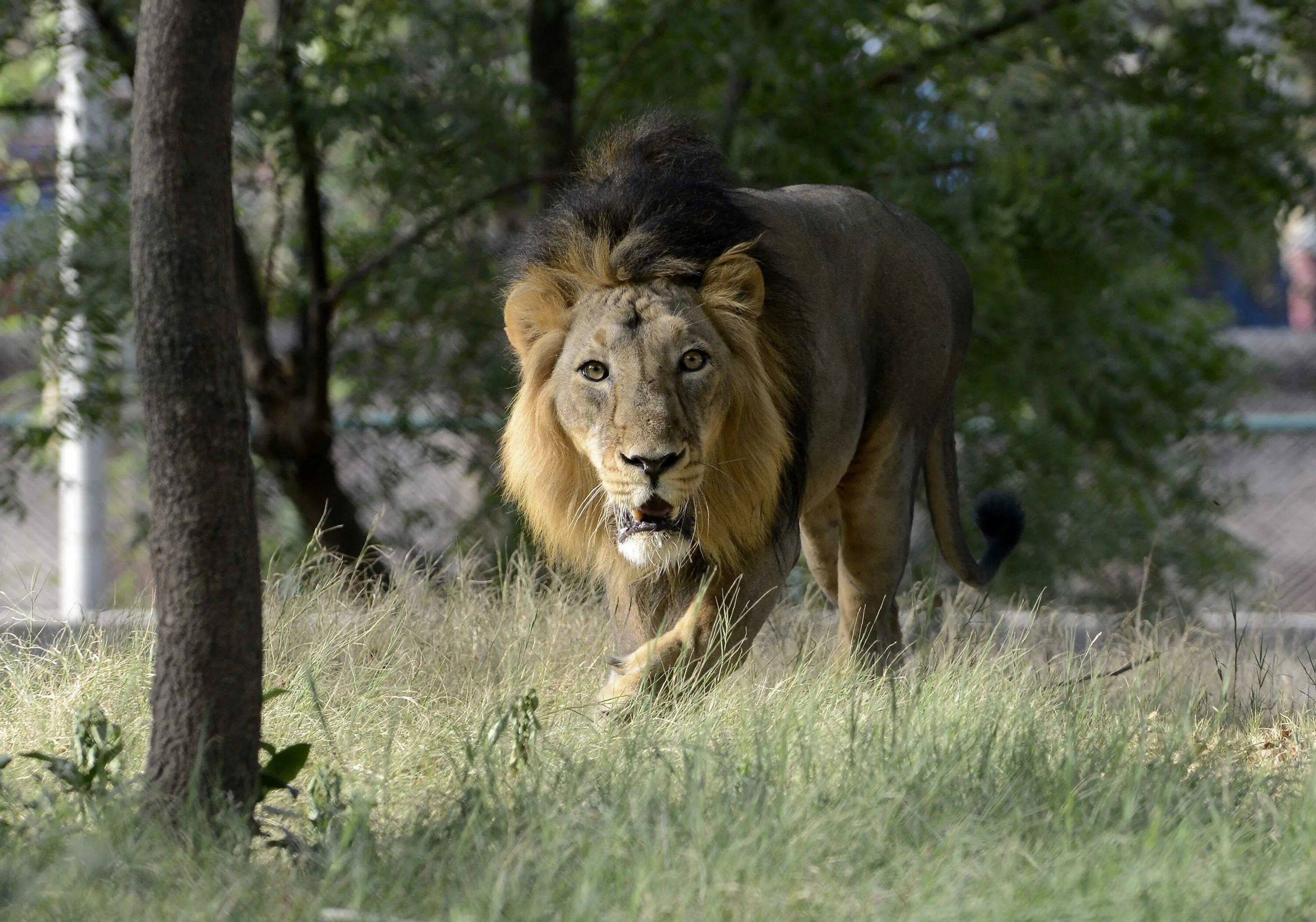 Азиатский (Гирский) Лев. Лев фото. Львы в Индии.