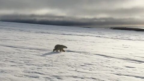 Дальневосточная и арктическая