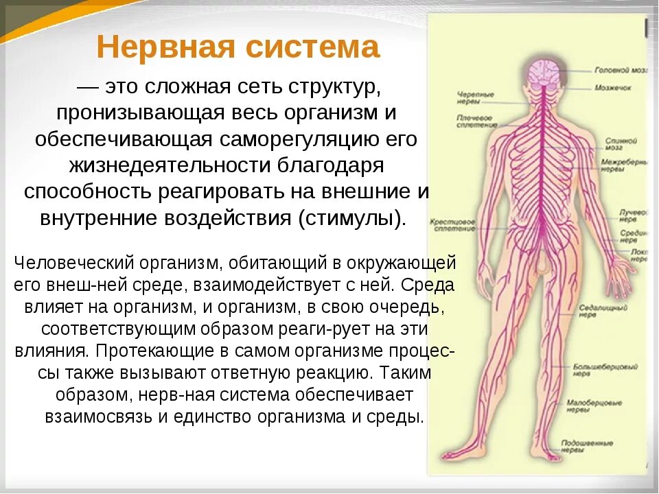 Сколько живет нерв. Система органов человека нервная система. Строение нервной системы человека кратко. Нервная система человека строение и функции. Нервная система человека кратко.