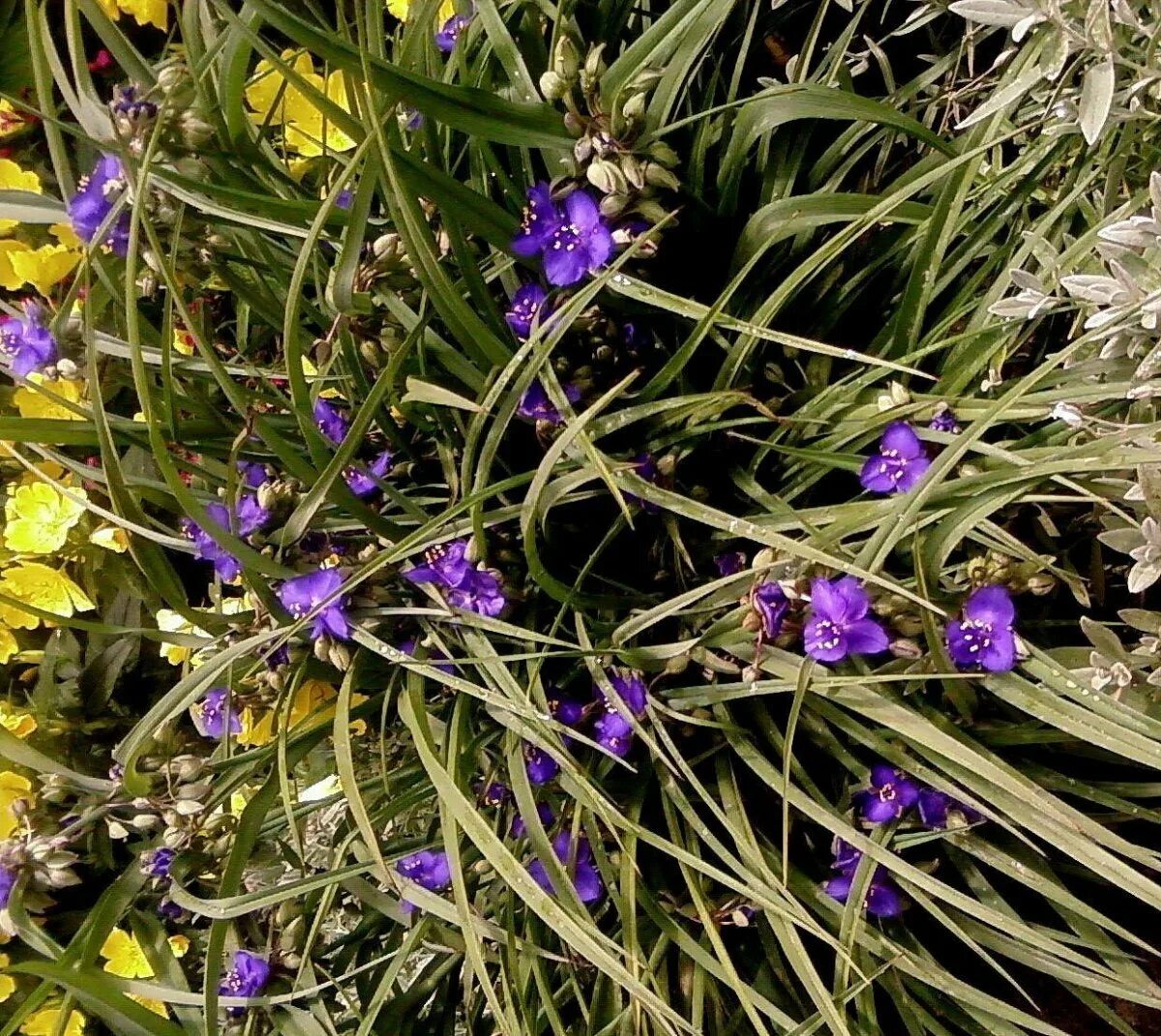 Цветок с фиолетовыми цветочками. Традесканция Lavender. Осока цветет фиолетовым. Вербена сорняк. Полевой цветок Медовник сиреневый.