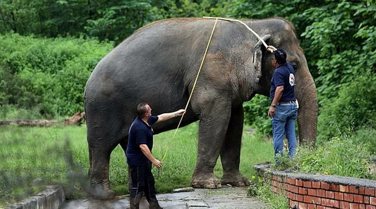 Масса самого большого животного на земле. Самый большой слон в мире. Самого огромного слона в мире. Самого большого слона в мире. Самые большие соники в мире.
