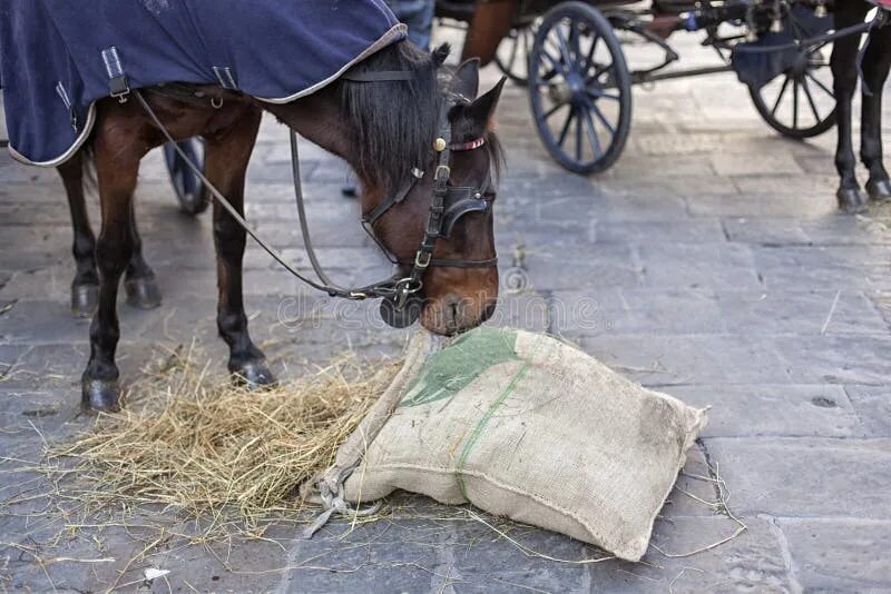 Торба для лошади. Мешочек для лошадей. Лошадь с мешком. Из лошадиных торб на мостовую значение. Из лошадиных торб на мостовую значение.