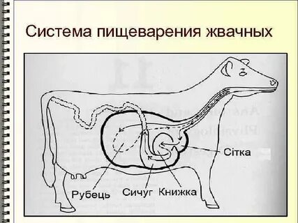 Используя содержание текста особенности пищеварительной системы жвачных