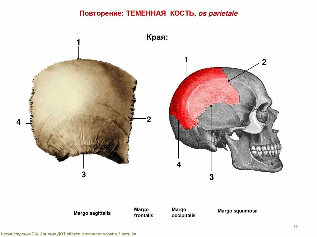 Теменная кость черепа строение. Теменные кости черепа анатомия. Наружная поверхность теменной кости. Теменная кость мед универ.