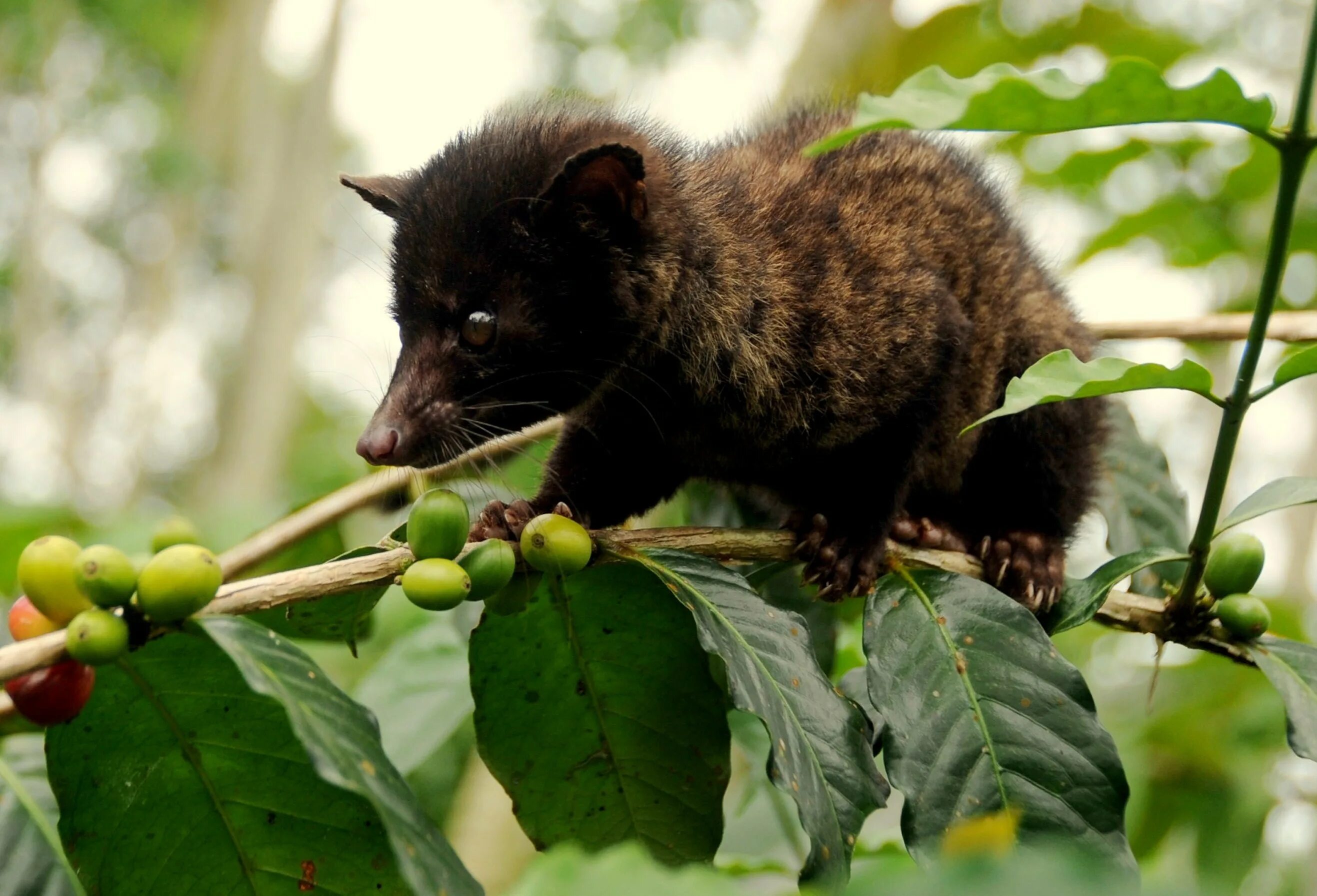 Копи лювак зверек. Лувак. Лювак малазийский. Пальмовая куница мусанг. Лувак.