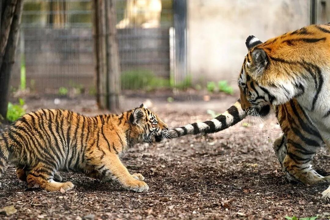 Тигры живущие в россии. Суматранский тигр и Амурский. Суматранский тигр в зоопарке. Амурский тигр с тигрятами. Тигр суматранский Тигренок.