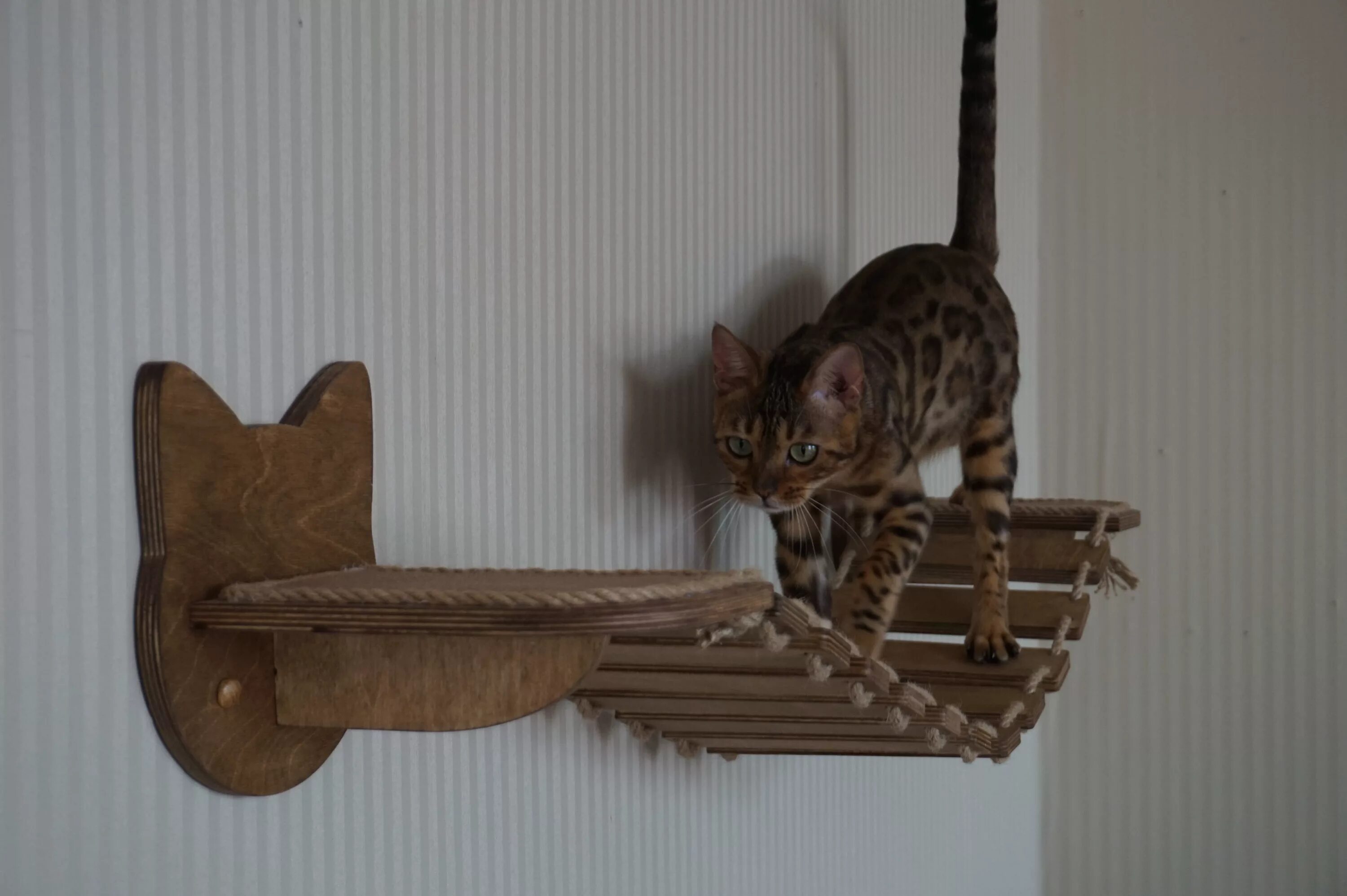 Кошачий комплекс для мейн куна. Полки для кошек. Для кошки настенный своими руками. Для кошки настенный своими руками. Когтеточка клк 105.