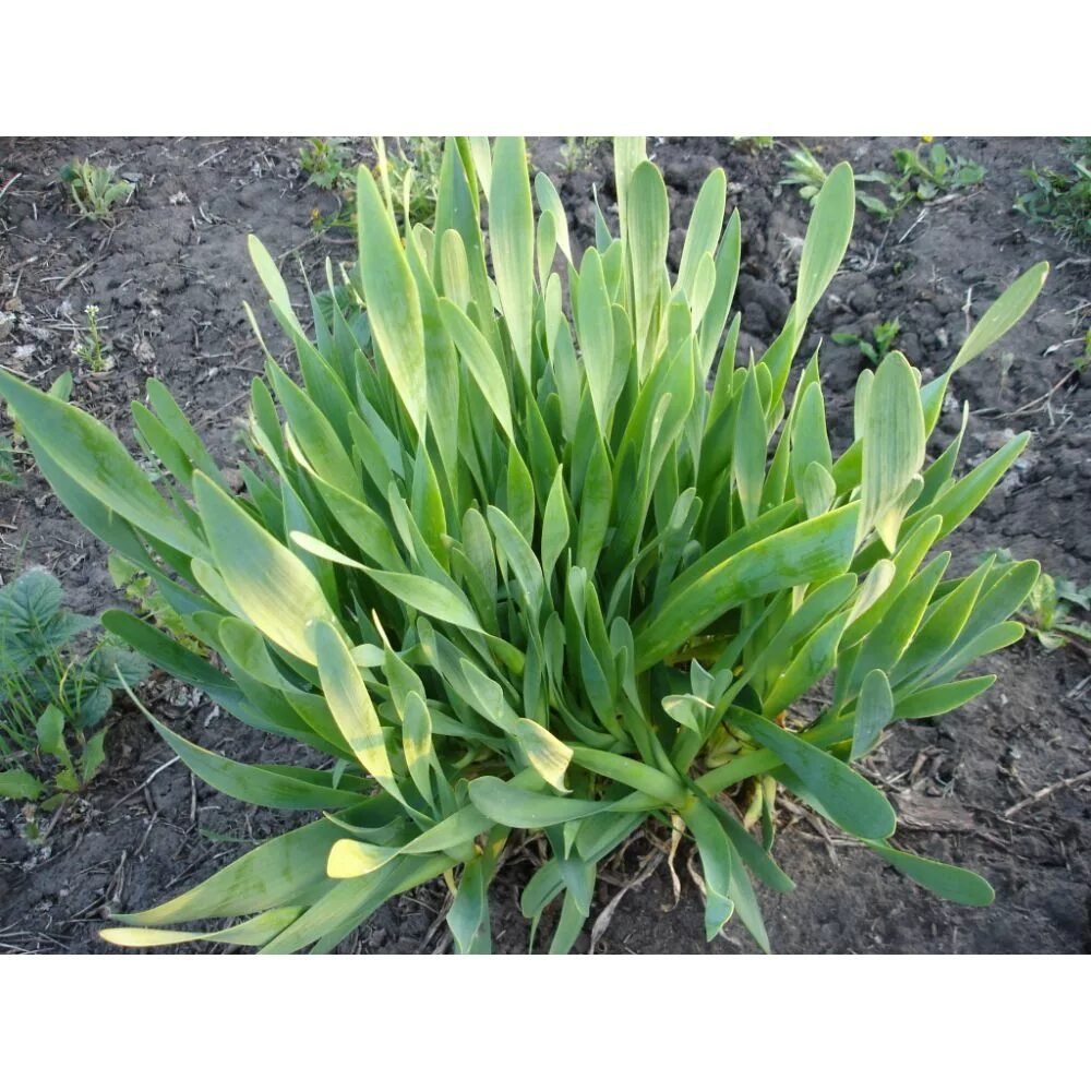Многолетние луки сорта фото Allium schoenoprasum Image of an specimen Plantarium