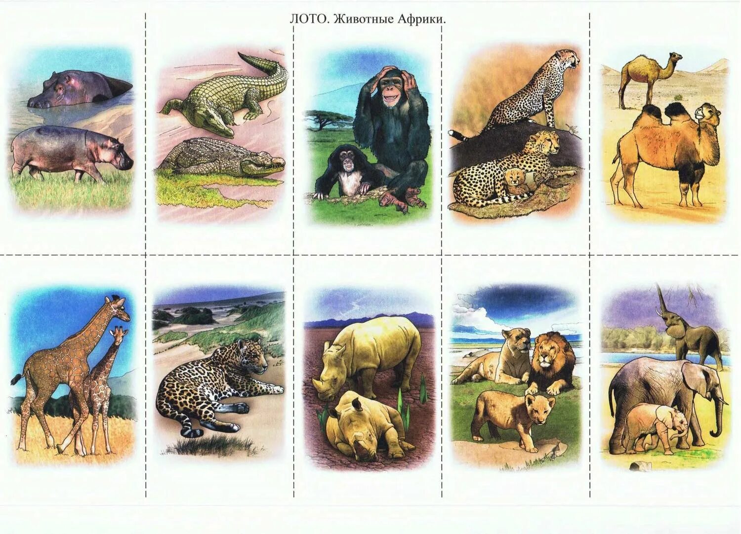 Животные африки старшая группа. Карточки. Животные Африки. Лото «животные». Животные жарких стран для дошкольников. Карточки африканские животные.