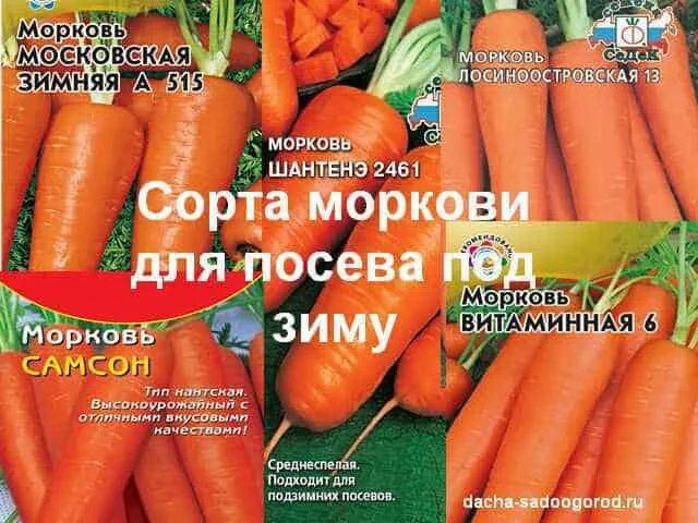 Морковь какие сорта сажать. Сорта моркови для посадки под зиму. морковь на зиму посадка сорта. морковь для посева под зиму сорта. сорта моркови под зимнюю посадку.