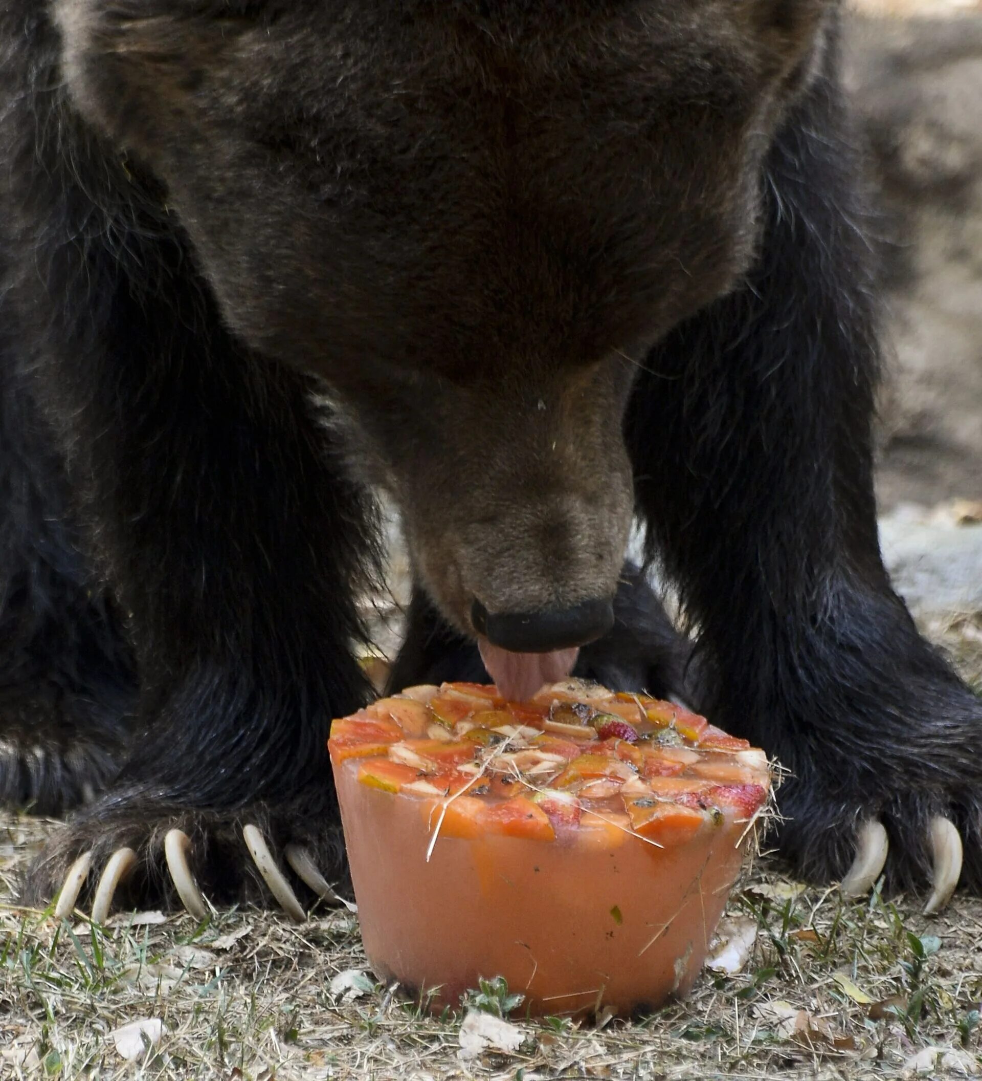 Медведь съедобный. Бурый медведь ест. Медведь ест. Еда медведя. Медведь питается.