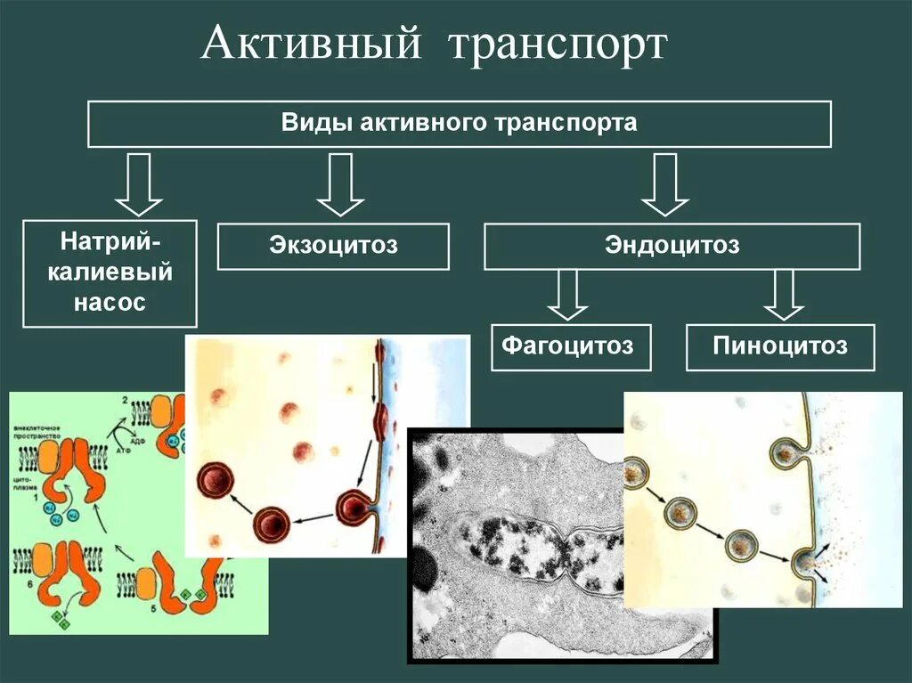 фагоцитоз воспаление. активный фагоцитоз. процесс фагоцитоза. фагоцитоз бактерий нейтрофилами. фагоцитоз лейкоцитов схема.