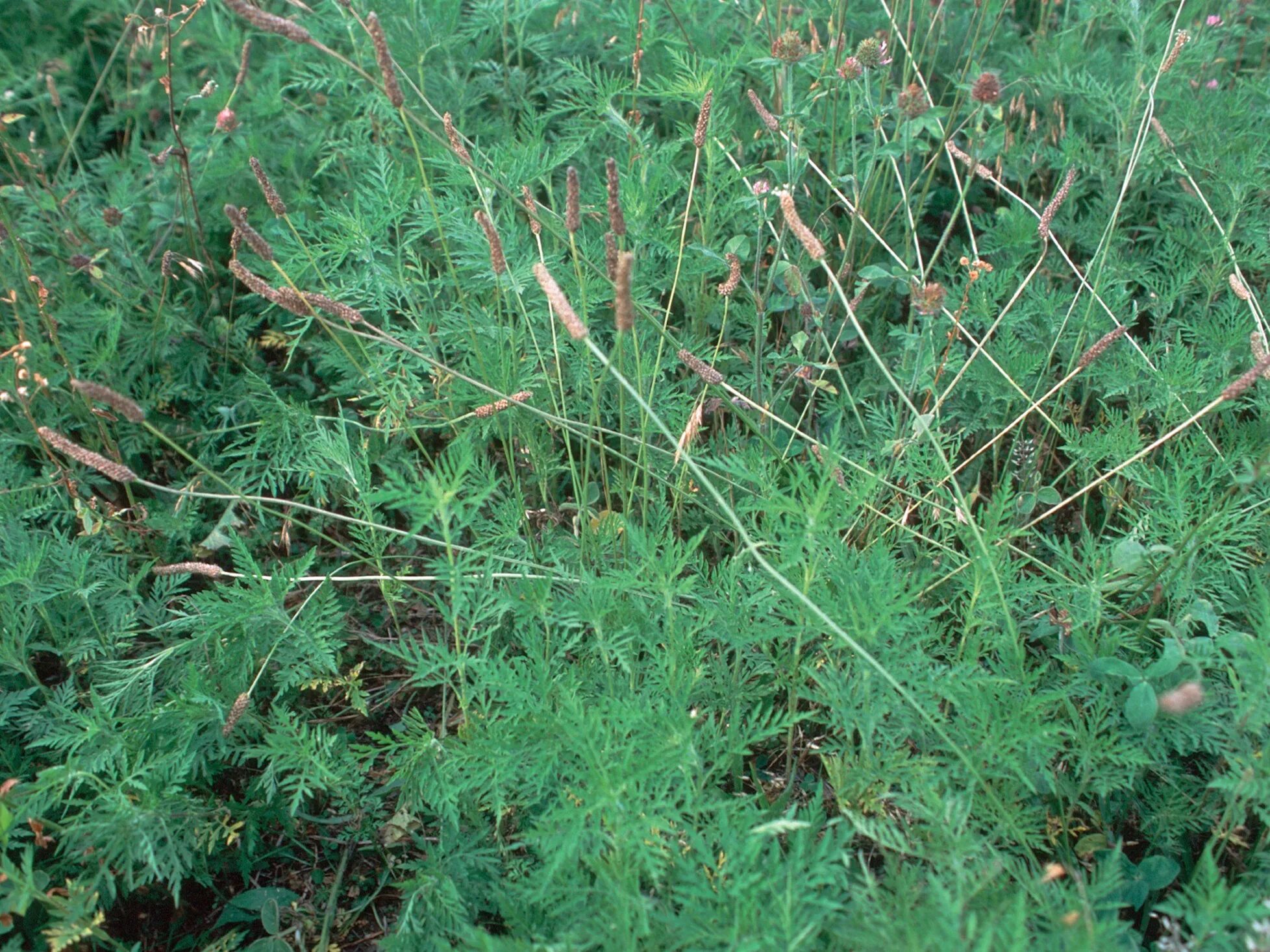 борщевик сибирский ядовитый. амброзия сорняк. дурман обыкновенный. цикута и тысячелистник. сорная трава индиго.