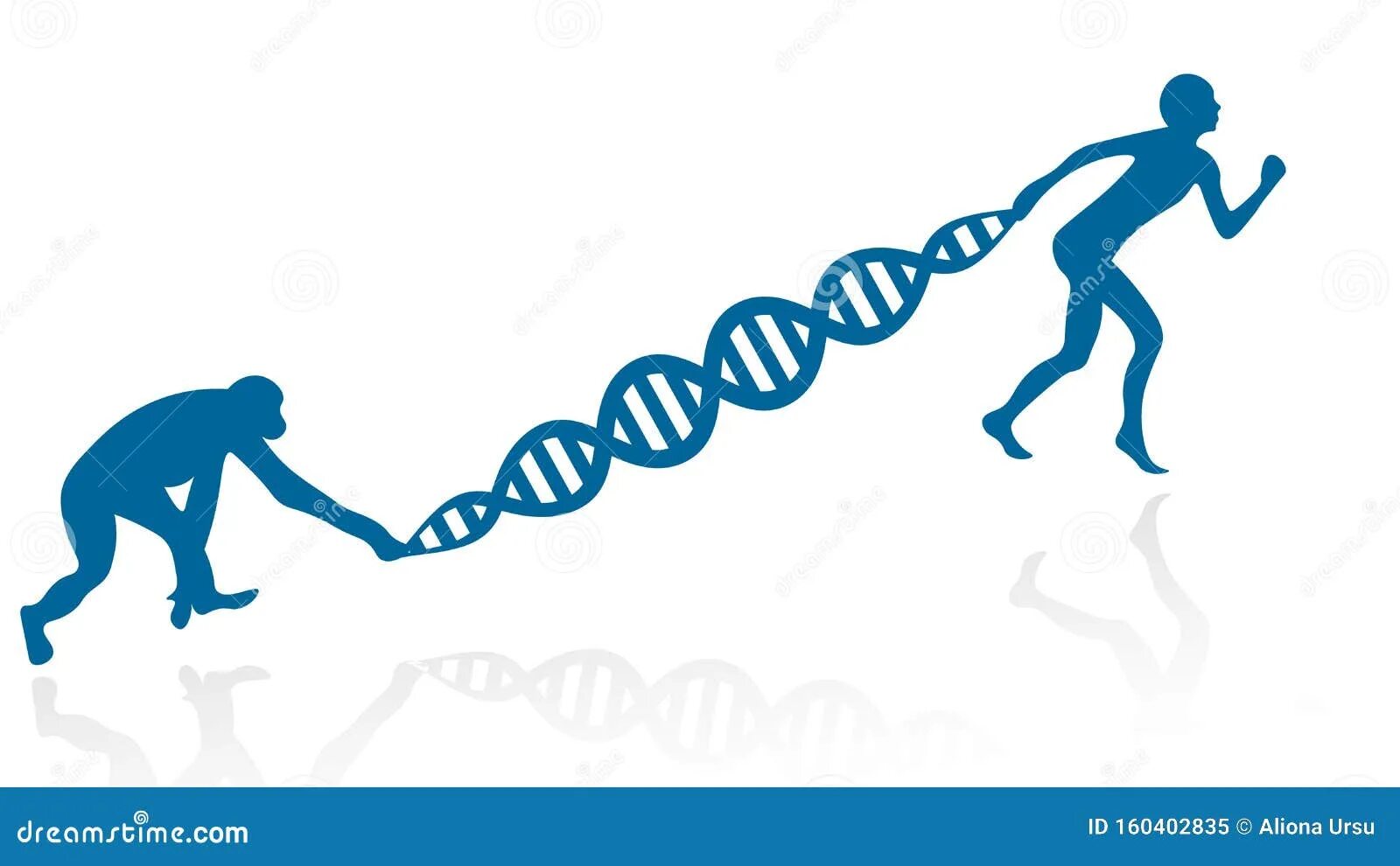 При расшифровке генома мартышки 40. ДНК человека и мартышки. ДНК человека и шимпанзе. Цепочки ДНК человека и шимпанзе. Эволюция пиктограмма.