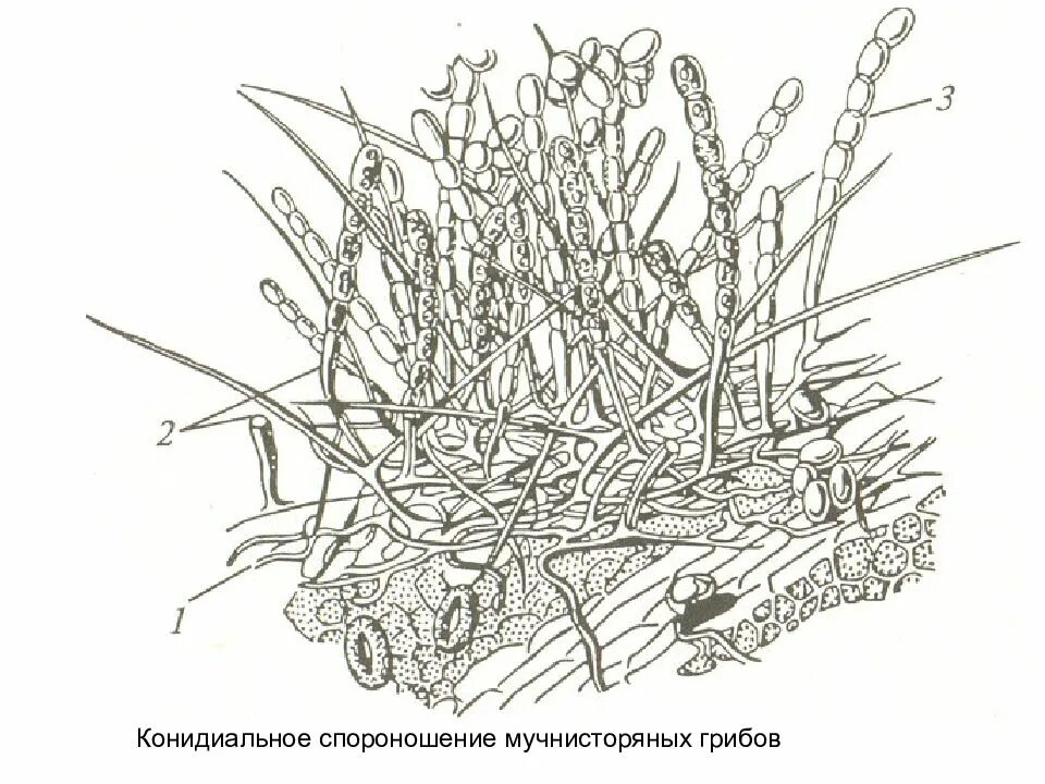 Конидиальное спороношение. Спороношение грибов. Коннедиальеое спороноше. Глоеспориум конидиальное спороношение. Спороношение это