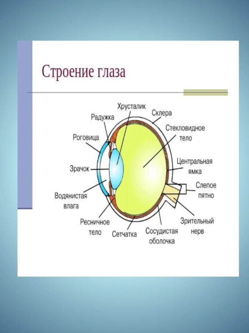 Следующее строение. Склера роговица слепое пятно. Строение глазного яблока слепое пятно. Строение глаза сетчатка роговица хрусталик. Строение глаза человека слепое пятно.