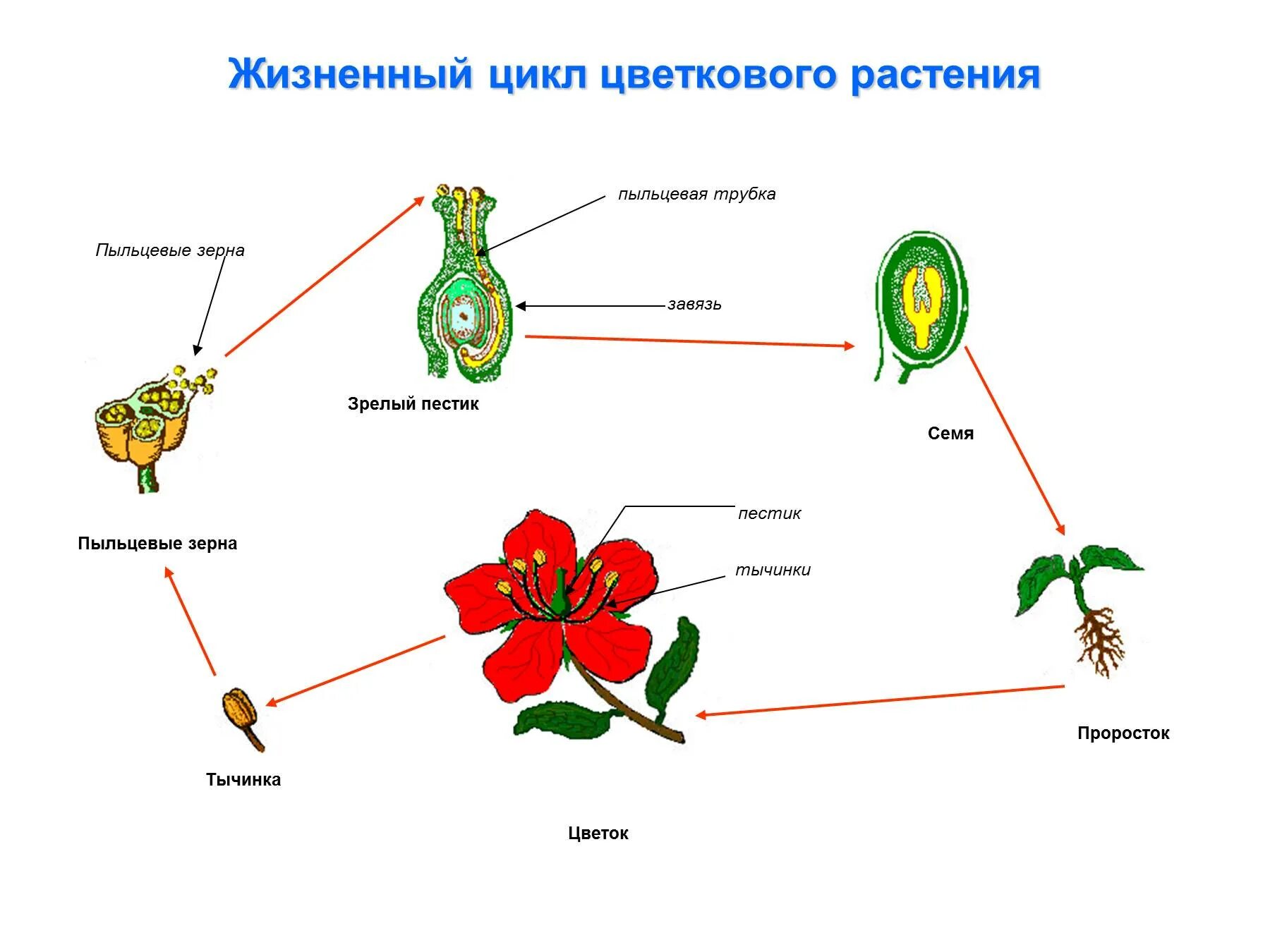 Жизненный цикл покрытосеменных схема. Размножение цветкового растения схема. Цикл развития покрытосеменных схема. Жизненный цикл цветковых схема.