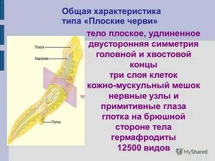 Двусторонняя симметрия у плоских червей