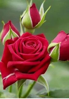 Beautiful rose