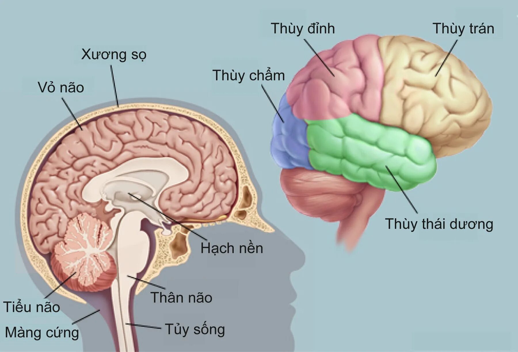 Need brain. Brain. Головной мозг анатомия.