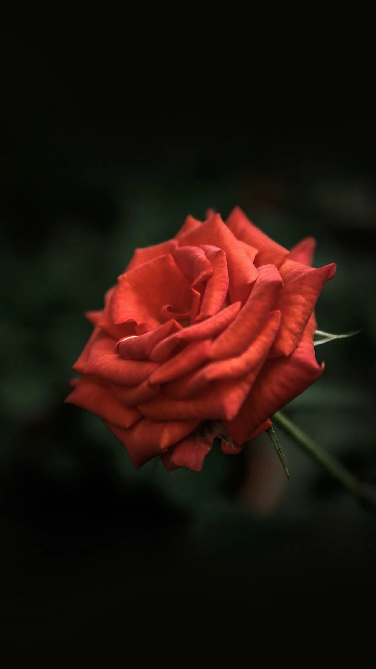 Красные розы. Одиночные розы. Розы вертикальные. Красивые розы на темном фоне. Розы на телефон вертикальные