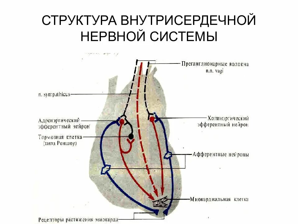 Схема внутрисердечной нервной системы. Внутрисердечные механизмы регуляции. Схема интракардиального рефлекса. Интракардиальная регуляция сердца.