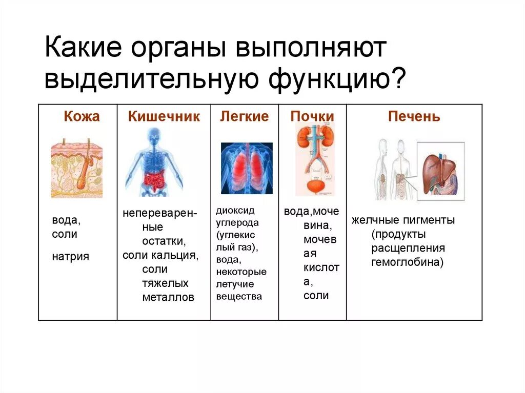 Какую функцию выполняет выделительная система человека. Выделения система человека функции и органы. Органы выполняющие выделительную функцию. Какие органв выполняют выделительнуб функ. Какие органы и системы органов выполняют выделительную функцию.