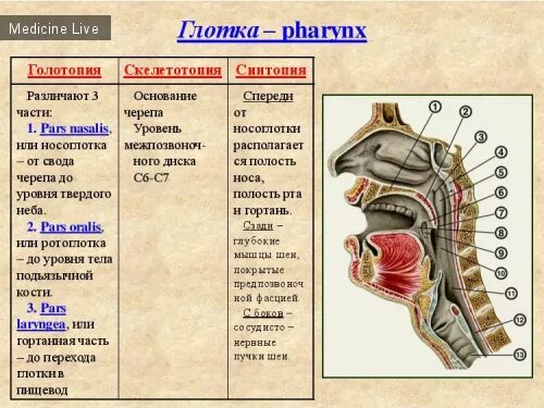 Синтопия пищевода. Глотка топография анатомия. Глотка строение и функции анатомия. Топография глотки скелетотопия. Гортань топография строение функции.