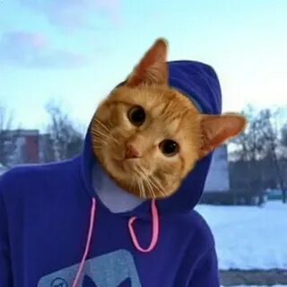 Алекс коте
