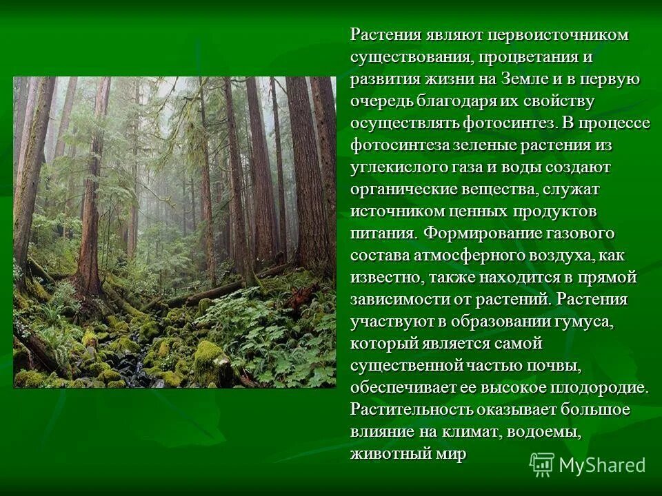 роль растений в природе. роль растений в жизни человека. видоизменения листьев доклад. роль растений в природе и жизни человека. доклад на тему жизнь растений.
