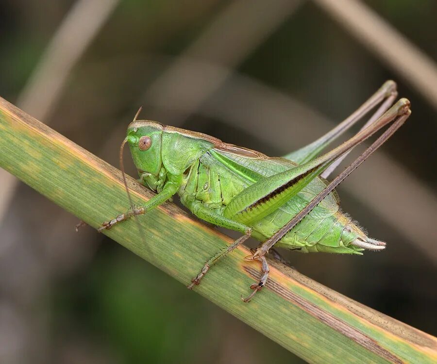Прямокрылые жуки. Кузнечик длинноусый прямокрылый. прямокрылые orthoptera. прямокрылые саранча. прямокрылые сверчки.