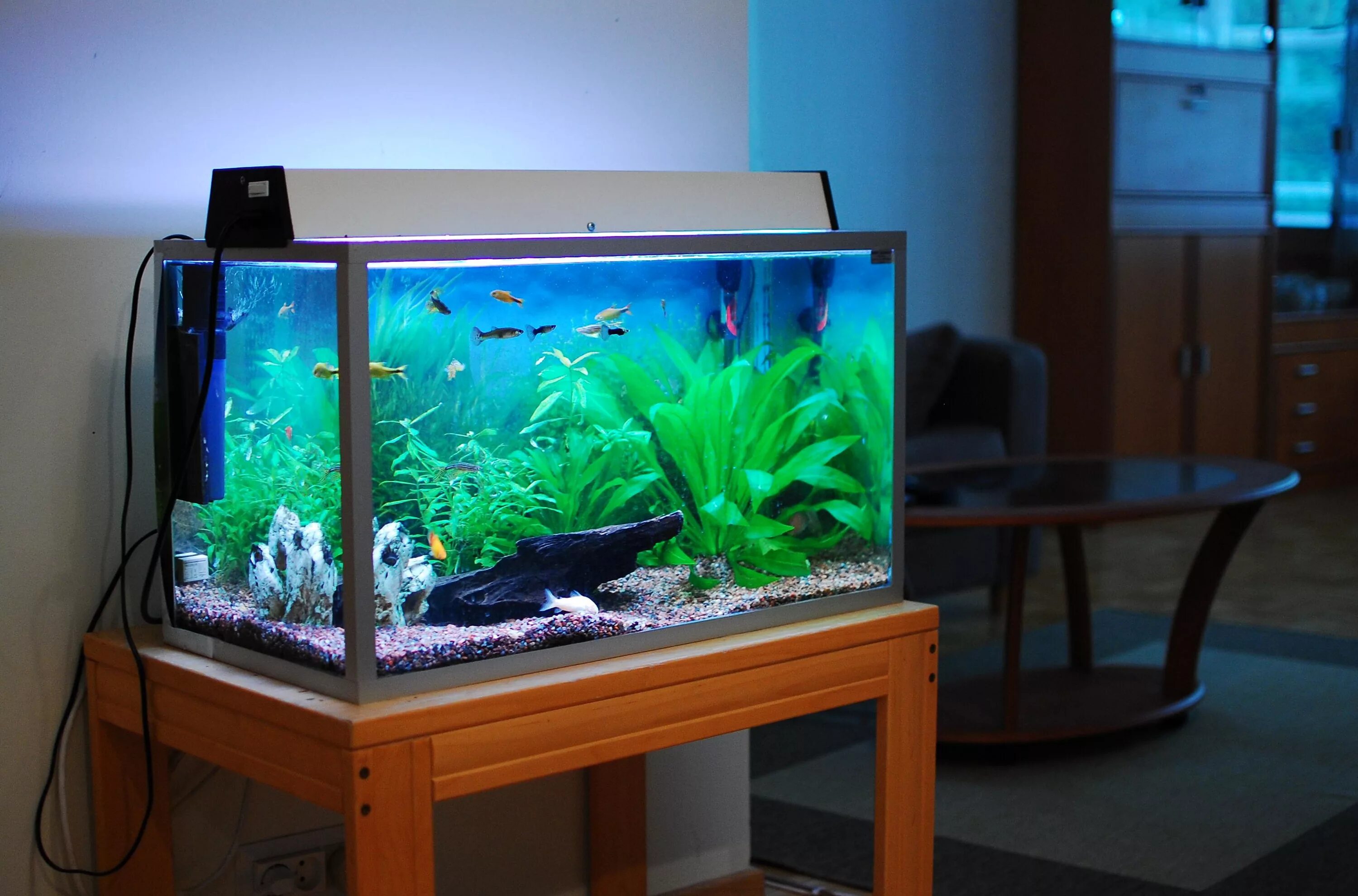 Перекись в аквариум с рыбками. Аквариум (Fish Tank) 2009. Нано травник аквариум. Аквариум домашний с рыбками. Небольшой аквариум с рыбками.