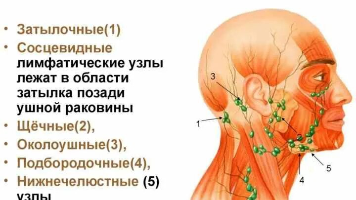 Лимфоузлы нижнечелюстные воспаление. Схема расположения затылочных лимфоузлов. Лимфоузлы затылочные причины